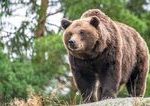 Medved v Liptovskom Jane zranil muza