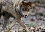 Enviroorganizacie kritizuju lov vlkov a vyzyvaju polovnikov na umiernenost