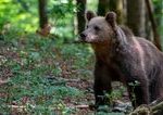 V Kremnici hlasia medveda s mladatami mesto varuje