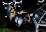 V Galante horelo osobne vozidlo ide o umyselne zapalenie