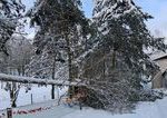 Sneh vyvratil v kosickej zoo viac ako 200 stromov pre verejnost zostava zatvorena