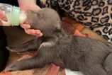 Zoo Bojnice preziva bolestivu stratu Jedno z troch medvedich mladat uz neprezilo