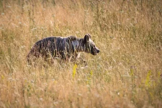 Medveď zaútočil v Turci, muž je v nemocnici s vážnymi zraneniami