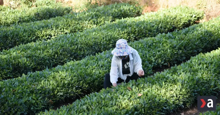 Pravidelné pitie zeleného čaju súvisí s nižším rizikom predčasného úmrtia