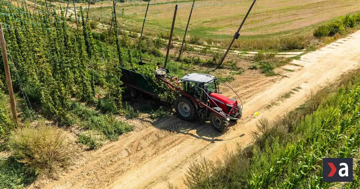 Slovenský chmeliar vďaka dátam zvládol tohoročnú úrodu