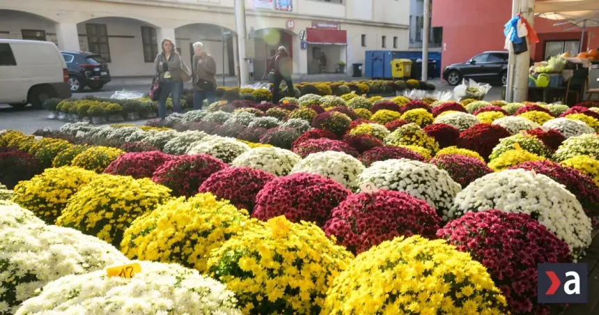 Chryzantémový čaj posilní imunitu a spomalí starnutie