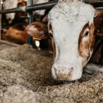 Človek sa prvýkrát nakazil vírusom Shamonda, hlásia francúzske úrady