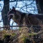 Dravé zviera vážne zranilo osemročné dievča pri Berlíne, polícia zisťuje, čo zaútočilo
