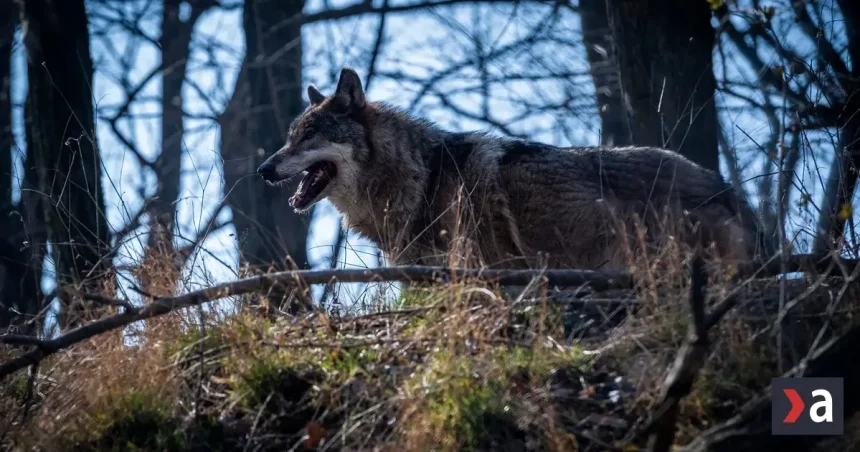 Dravé zviera vážne zranilo osemročné dievča pri Berlíne, polícia zisťuje, čo zaútočilo