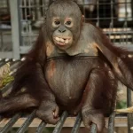 Požiare na Borneu a Sumatre ničia biotopy, zachránili desiatky orangutanov