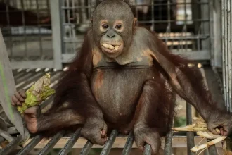 Požiare na Borneu a Sumatre ničia biotopy, zachránili desiatky orangutanov