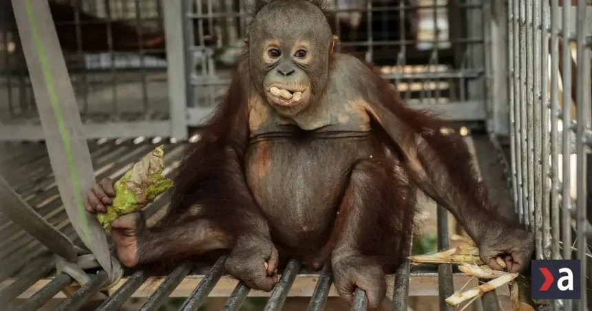 Požiare na Borneu a Sumatre ničia biotopy, zachránili desiatky orangutanov