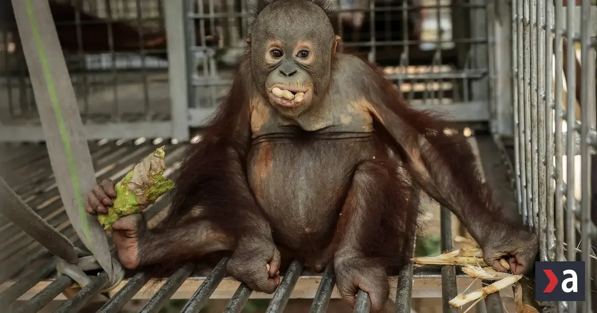 Požiare na Borneu a Sumatre ničia biotopy, zachránili desiatky orangutanov