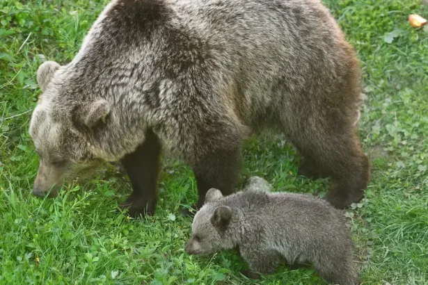 Pri Liptovskom Mikuláši spozorovali medveďa, zásahový tím monitoruje lokalitu