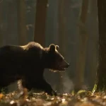 Rumunsko zdvojnásobilo kvótu na odstrel medveďov napriek protestom a odporu prezidenta