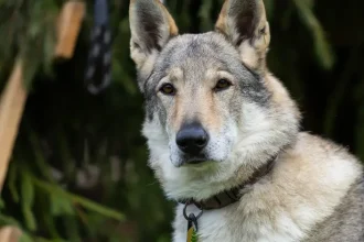 Slovensko sprísni zákon proti množiarniam, ochráni zvieratá aj kupujúcich