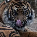 Útok tigra viedol k uzavretiu známej zoo vo Veľkej Británii