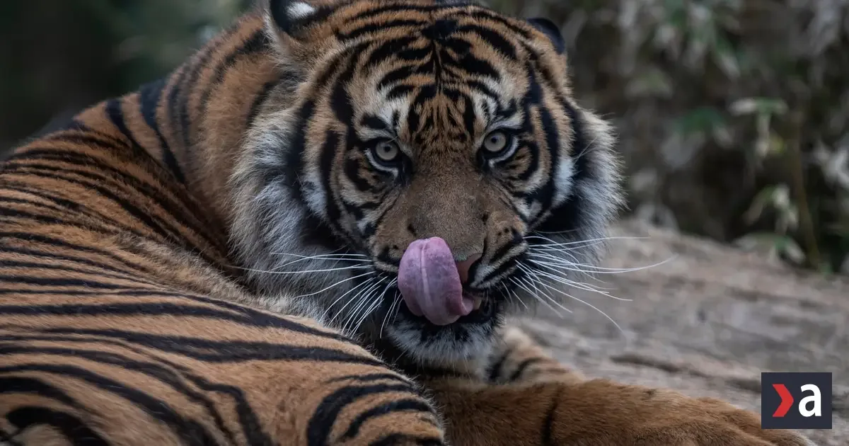 Útok tigra viedol k uzavretiu známej zoo vo Veľkej Británii